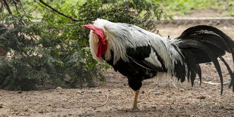 gamefowl bloodlines in the philippines|Regular Grey Gamefowl Bloodline Characteristics and Fighting .